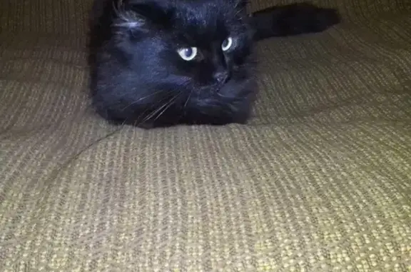 Найден черный котик в Магнитогорске