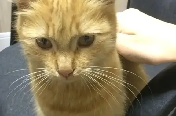 Найдена ручная кошка в Сочи, ищет новый дом!