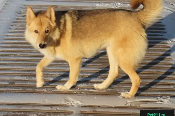 Пропала собака Кнопка в деревне Вараксино, Конаковский район, Тверская область