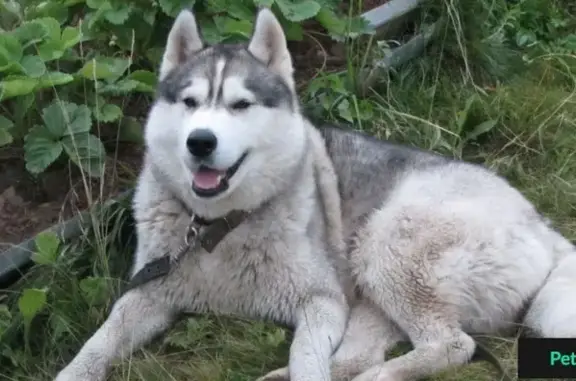 Пропала собака Вермонт в поселке Некрасовский, Московская обл.