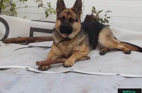 Пропала собака в Ростове-на-Дону, Западный микрорайон, вознаграждение.