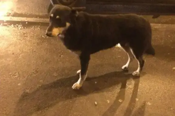 Найдена собака в Выборгском районе, боится и прихрамывает