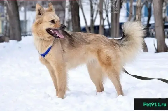 Пропала собака в Медведково, Москва