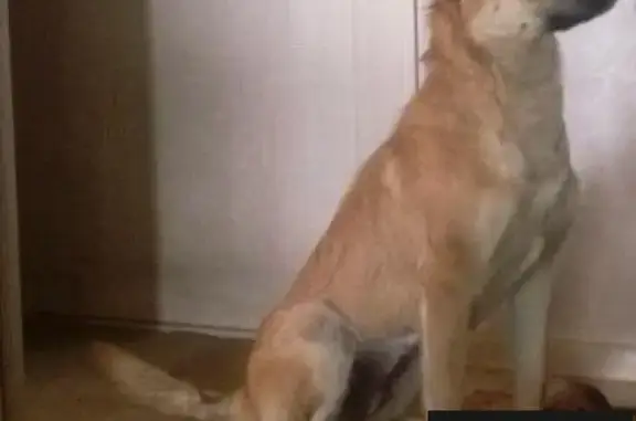 Найдена собака возле офиса Олимпия Парк, Москва