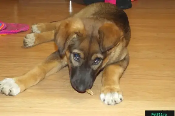 Найден щенок в 51 микрорайоне, Челябинск