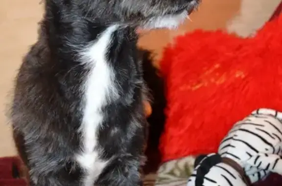 Найдена собака на пр. Гагарина, ищем хозяев или добрые руки