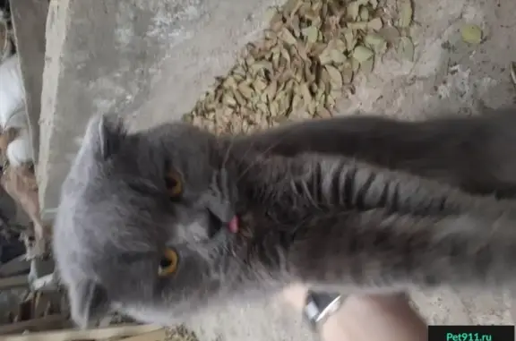 Найден породистый кот в Оренбурге