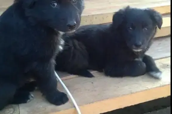 Собаки потеряшки, СНТ Ветеран-3, фото: Потеряшкаи две пушистые девочки возрастом 5 мес. в пос. Овинный, Красноярский край