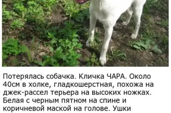 Пропала собака ЧАРА в Котельниках