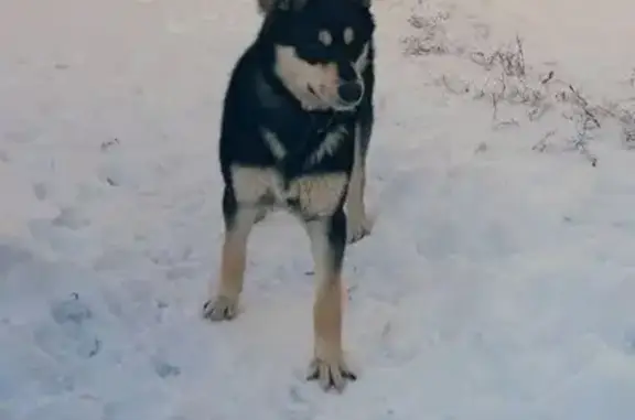 Пропала собака в Оренбурге, район Аренда.