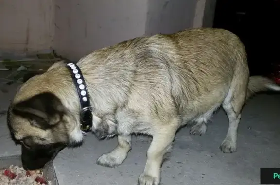 Найдена собака на ул. Садовой, домашняя, ищет хозяина