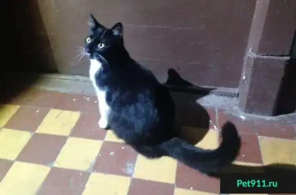 Найдена черно-белая кошка на 2 линии, СПб.