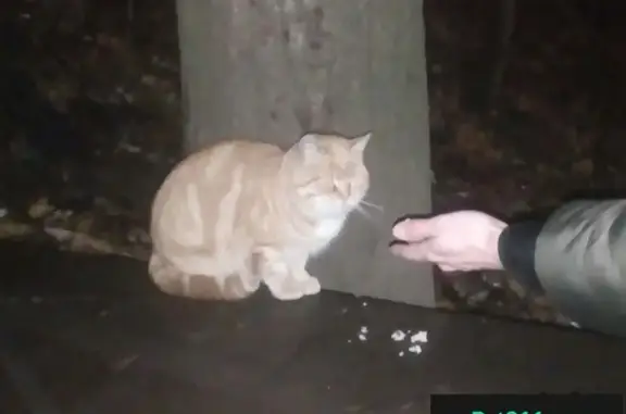 Найден рыжий котик на станции Покровское-Стрешнево