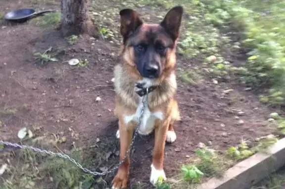 Пропала собака в деревне Мамоново, Одинцовский район