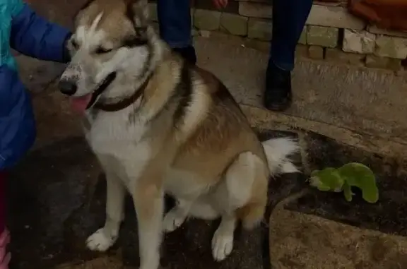 Пропала собака Буран в Зеленом городе, Нижний Новгород