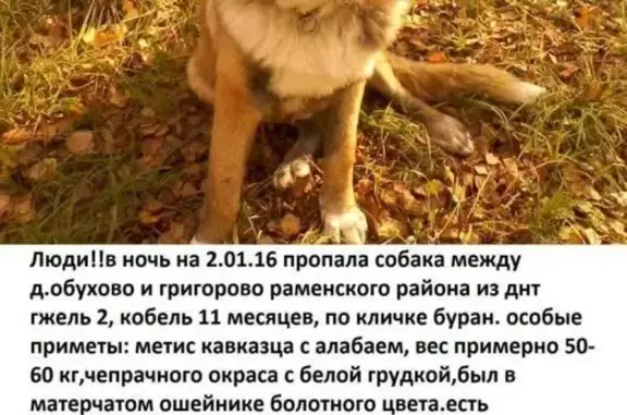 Пропала собака в ДНТ Гжель-2, Раменский район, МО!