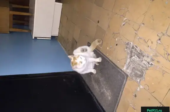 Найдена домашняя кошка на Вокзальной, 24