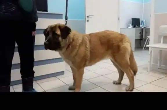 Найдена крутая собака на Рождественской, ищет новых хозяев