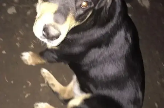Найдена собака в Пушкино, Московская область