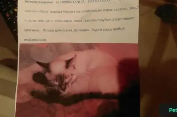 Пропала кошка Мася на ул. Тамары Ильиной, Тверь