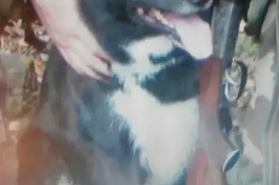 Пропала собака на границе Рузского и Можайского района