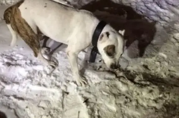 Пропала собака в районе парка Динамо, Воронеж