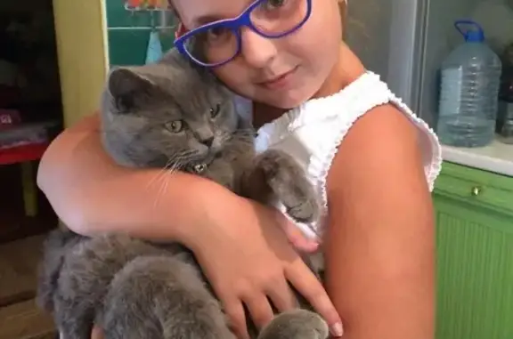 Кошки потеряшки, Степной Курган, фото: Потеряшка кот Боня на 28 линии и Ченцова