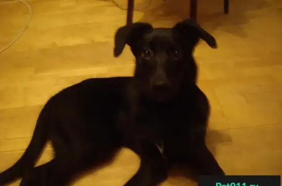 Пропала собака в районе станции Бутово, метис ДЖЕК, черный окрас с белым пятном на груди.