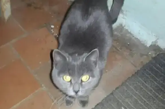 Найдена кошка на ул. Медицинской в Нижнем Новгороде