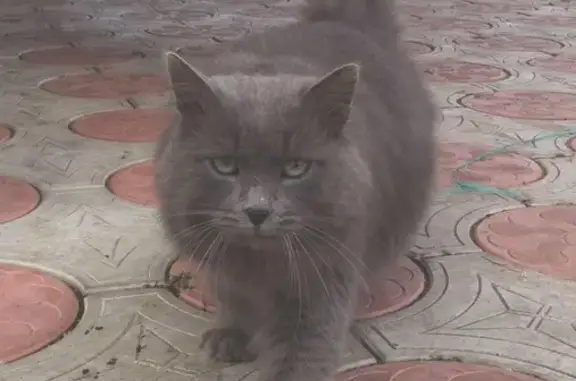 Найден пушистый кот в Сокских зорях, Самара.