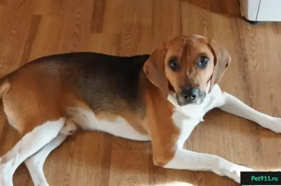 Собаки потеряшки, Коротояк, фото: Потеряшка собака Бим в Острогожском районе