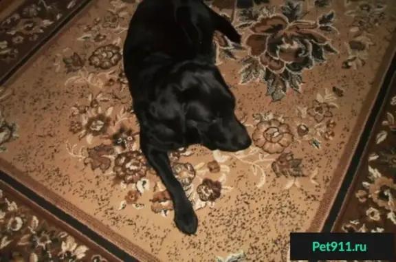 Пропала собака на остановке Макаренко(Раковка) в Москве