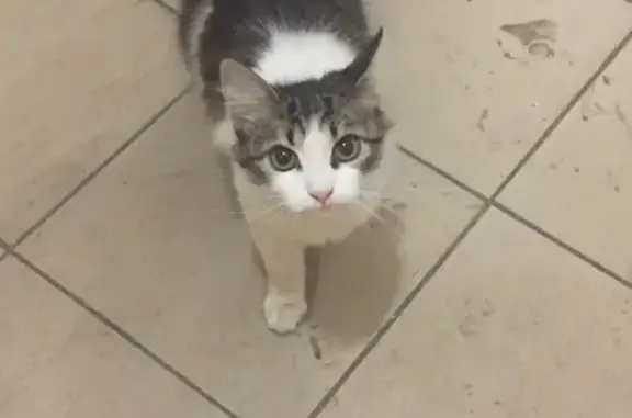 Найдена ласковая кошка на Пятницком шоссе