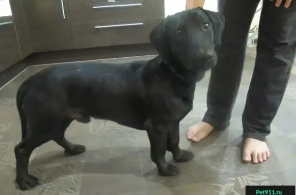 Найдена собака на пр. Ленина в Самаре