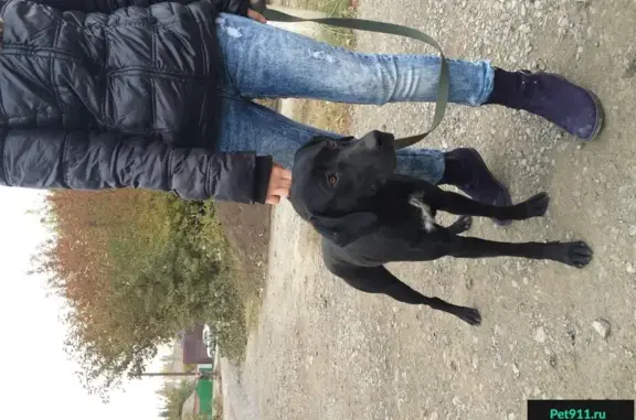 Найдена собака в Таганроге с ошейником