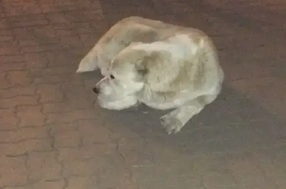 Собака Алабай найдена у остановки Сенной рынок в Саратове
