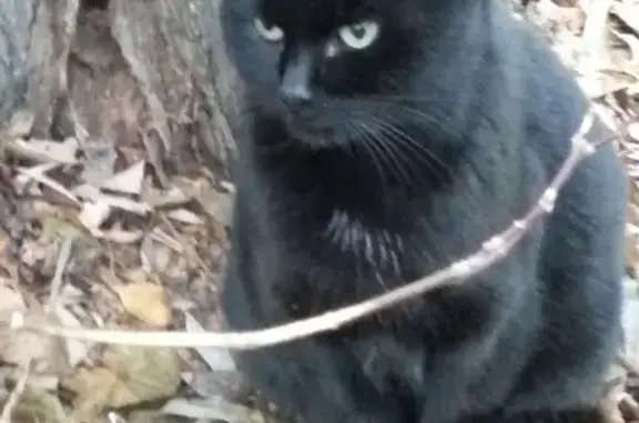 Найдена домашняя кошка в Покровском-Стрешнево парке