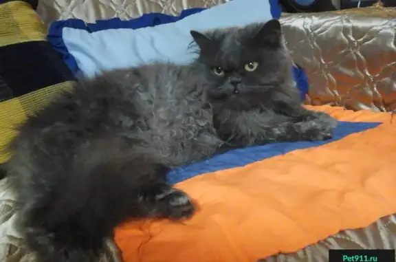 Найдена пушистая кошка на Московской площади
