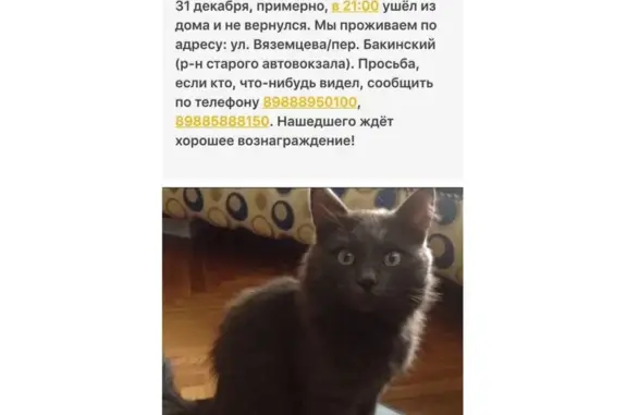 Пропали кошка и кот в Пролетарском районе Ростова-на-Дону