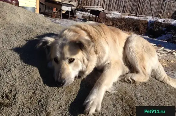 Пропала белая собака в Горном Щите