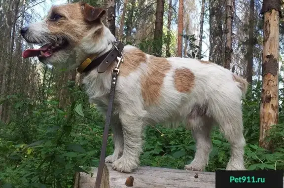 Пропала собака в Балашихе: джек рассел терьер, белый с коричневыми пятнами.