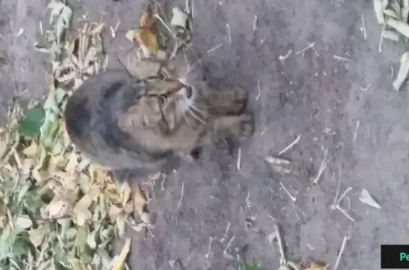 Найдена кошка в Калуге на ул. Суворова