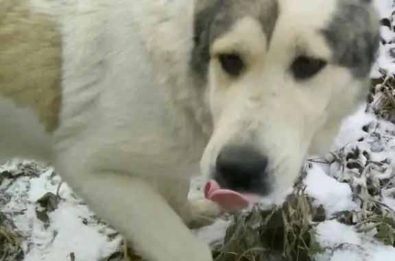 Собака найдена на улицах Никитина и Есенина, Новосибирск
