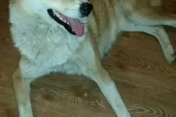 Собака-лайка найдена в Магнитогорске
