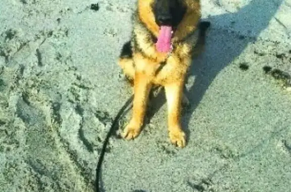 Пропала собака в Мечниково, Калининградская область