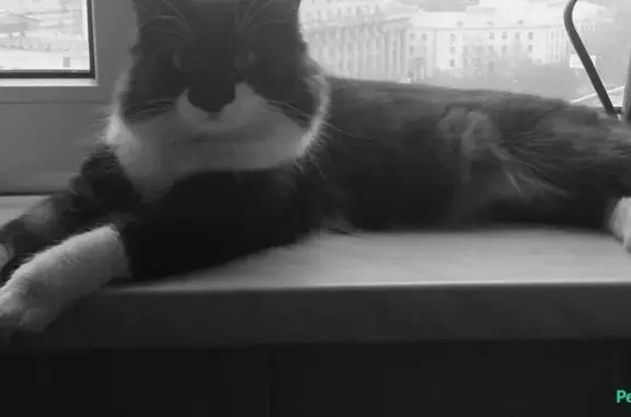 Пропал кот Жора, черно-белый, розовые подушечки, вознаграждение. Пос. Воро́, Москва.