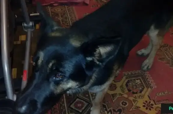 Собака найдена в Щёлково, без ошейника.