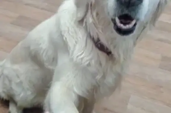 Найдена собака на АЗС Лукойл в Барсово, Сургут