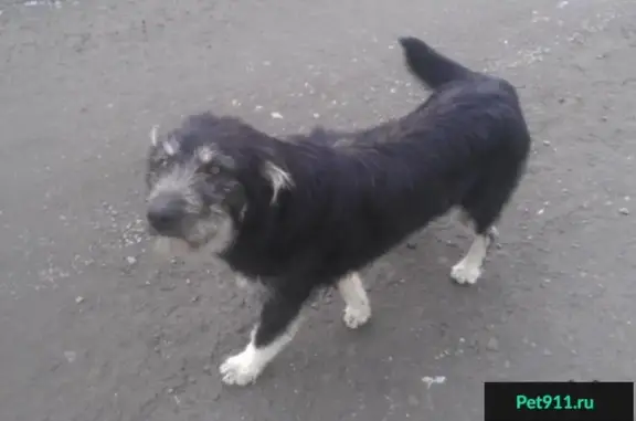 Пропала собака Мишка в Порошкино: нужна помощь!