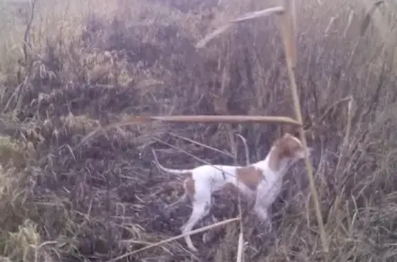 Пропала охотничья собака породы поинтер в Славянском м-оне, Краснодар